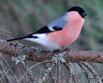 Domherre (Bullfinch) vid Mossbodarna, Dalarna