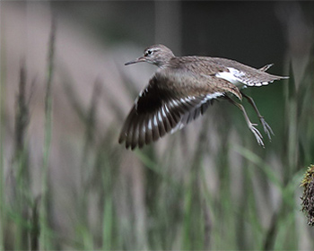 Drillsnäppa (Common Sandpiper) vid Jonsereds fabriker i Partille