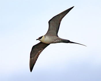 Fjällabb (Long-tailed Skua) vid Flatruet, Härjedalen