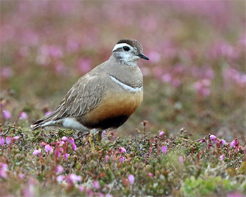 Fjällpipare (Dotterel) vid Flatruet, Härjedalen