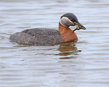 Gråhakedopping (Red-necked Grebe) vid Fågeludden, Hornborgasjön i Västergötland