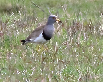 Gråhuvad vipa (Grey-headed lapwing) vid Strandvik, Väse i Värmland