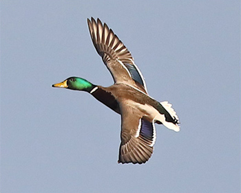 Gräsand (Mallard) vid Stora Amundö, Göteborg