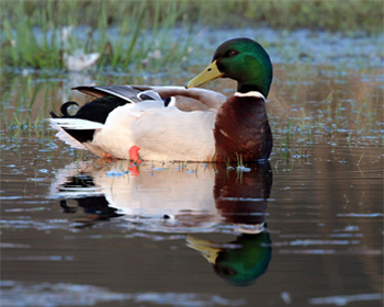 Gräsand (Mallard) vid Stora Amundö, Göteborg