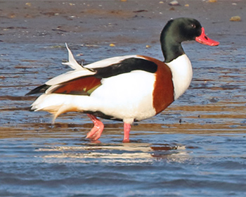 Gravand (Shelduck) vid Stora Amundö i Göteborg