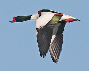 Gravand (Shelduck) vid Stora Amundö, Göteborg