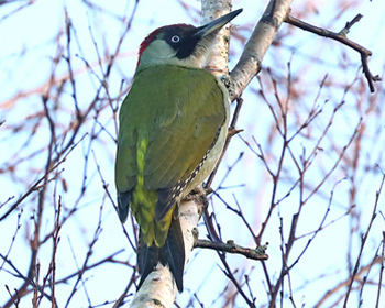 Gröngöling (Green Woodpecker) vid Skintebo hamn, Göteborg