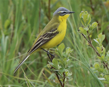 Gulärla (Yellow Wagtail) vid Fågeludden, Hornborgasjön i Västergötland