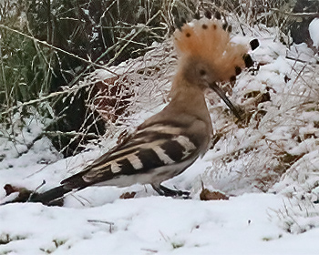 Härfågel (Hoopoe) vid Grimsholmen, söder om Falkenberg