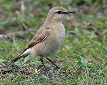 Isabellastenskvätta (Isabelline Wheatear) vid Ölands Södra Udde