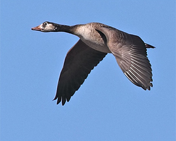 Kanadagås x Grågås (Canada Goose x Greylag Goose) vid Stora Amundö, Göteborg