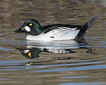 Knipa (Common Goldeneye) vid Stora Amundö, Göteborg