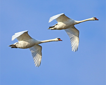 Knölsvan (Mute Swan) vid Stora Amundö, Göteborg