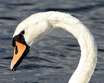 Knölsvan (Mute Swan) vid Västerstadsviken, Öland