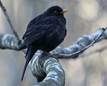 Koltrast (Blackbird) vid Stora Amundö, Göteborg