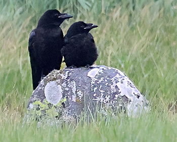 Korp (Raven) vid Stora Amundö, Göteborg