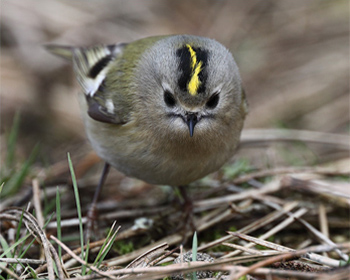 Kungsfågel (Goldcrest) vid Morups Tånge Fyr i Halland