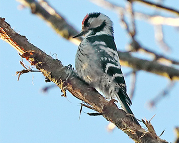 Mindre hackspett (Lesser Spotted Woodpecker) vid Stora Amundö, Göteborg