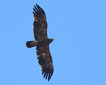 Mindre skrikörn (Lesser Spotted Eagle) vid Björkesåkrasjön i Skåne