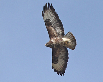 Ormvråk (Common Buzzard) vid LIs Mosse i Halland