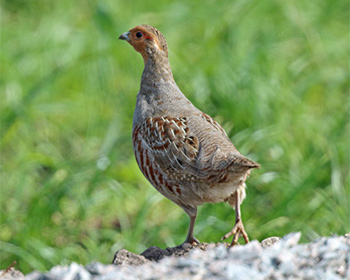 Rapphöna (Grey partridge) nära Solgården på östra Öland