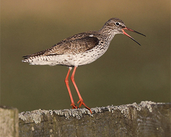 Rödbena (Redshank) vid Stora Amundö, Göteborg