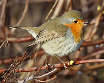 Rödhake (Robin) vid Stora Amundö, Göteborg