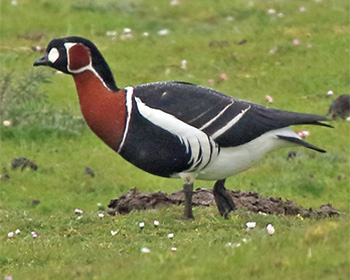 Rödhalsad gås (Red-breasted Goose) längs Fyrvägen Ölands Södra Udde, Öland