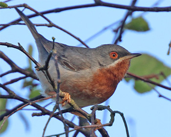 Rödstrupig sångare (Subalpine Warbler) vid Södra Lundsparkeringen, Ottenby, Öland