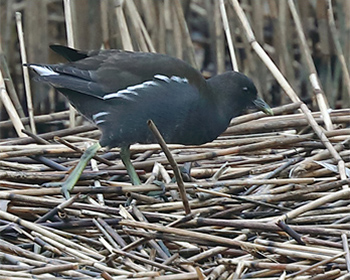 Rörhöna (Moorhen) vid Torslandaviken, Göteborg