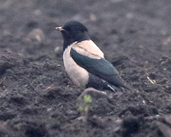 Rosenstare (Rose-coloured Starling) vid Södra Möckleby, Öland