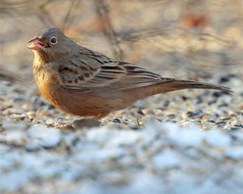 Rostsparv (Cretzschmar´s Bunting) vid Skutskär, Uppland