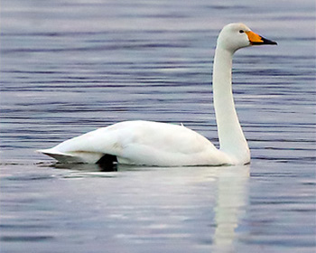 Sångsvan (Whooper Swan) vid Stora Amundö i Göteborg