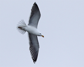 Silltrut (Lesser Black-backed Gull) vid Stora Amundö i Göteborg