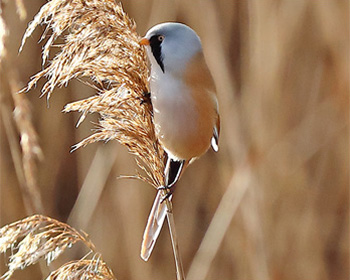 Skäggmes (Bearded Tit) vid Syrhålakanalen, Torslandaviken i Göteborg