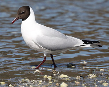 Skrattmås (Black-headed Gull) vid Stora Amundö, Göteborg