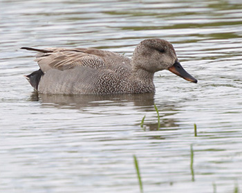 Snatterand (Gadwall) vid Fågeludden, Hornborgasjön i Västergötland