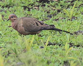 Spetsstjärtad duva (Mourning dove) vid Ventlinge, Öland