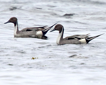 Stjärtand hane (Pintail) vid Stenåsabadet, Öland