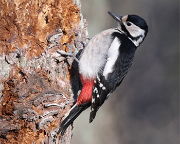 Större hackspett (Great Spotted Woodpecker) vid Stora Amundö, Göteborg