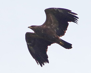 Större skrikörn (Greater Spotted Eagle) vid Ottenby, Öland