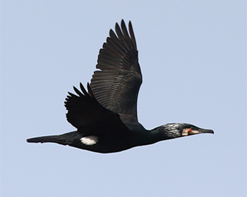 Storskarv (Great Cormorant) vid Stora Amundö i Göteborg