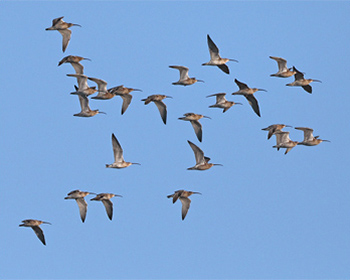 Storspov (Curlew) vid Stora Amundö, Göteborg