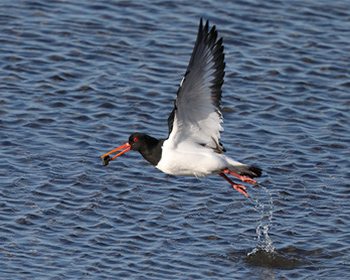 Strandskata (Oystercatcher) vid Skintebo hamn, Göteborg