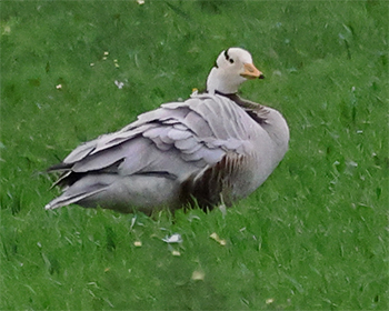 Stripgås (Bar-headed Goose) vid Släp, Kungsbacka kommun