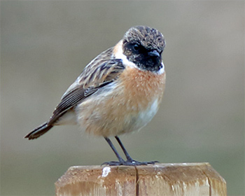 Svarthakad buskskvätta (Stonechat) vid Riddarekulle, Kungsbacka i Halland