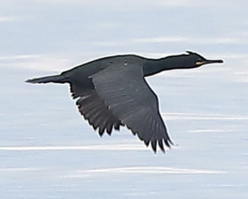 Toppskarv (European Shag) vid Korshamn, Morups Tånge i Halland