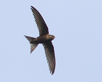 Tornseglare (Common Swift) vid Gävunda i Dalarna