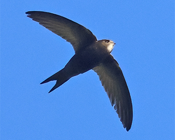 Tornseglare (Common Swift) vid Stora Amundö, Göteborg