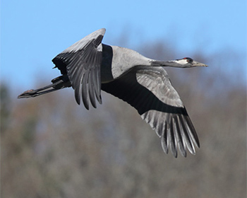 Trana (Common Crane) vid Årekärr, Göteborg